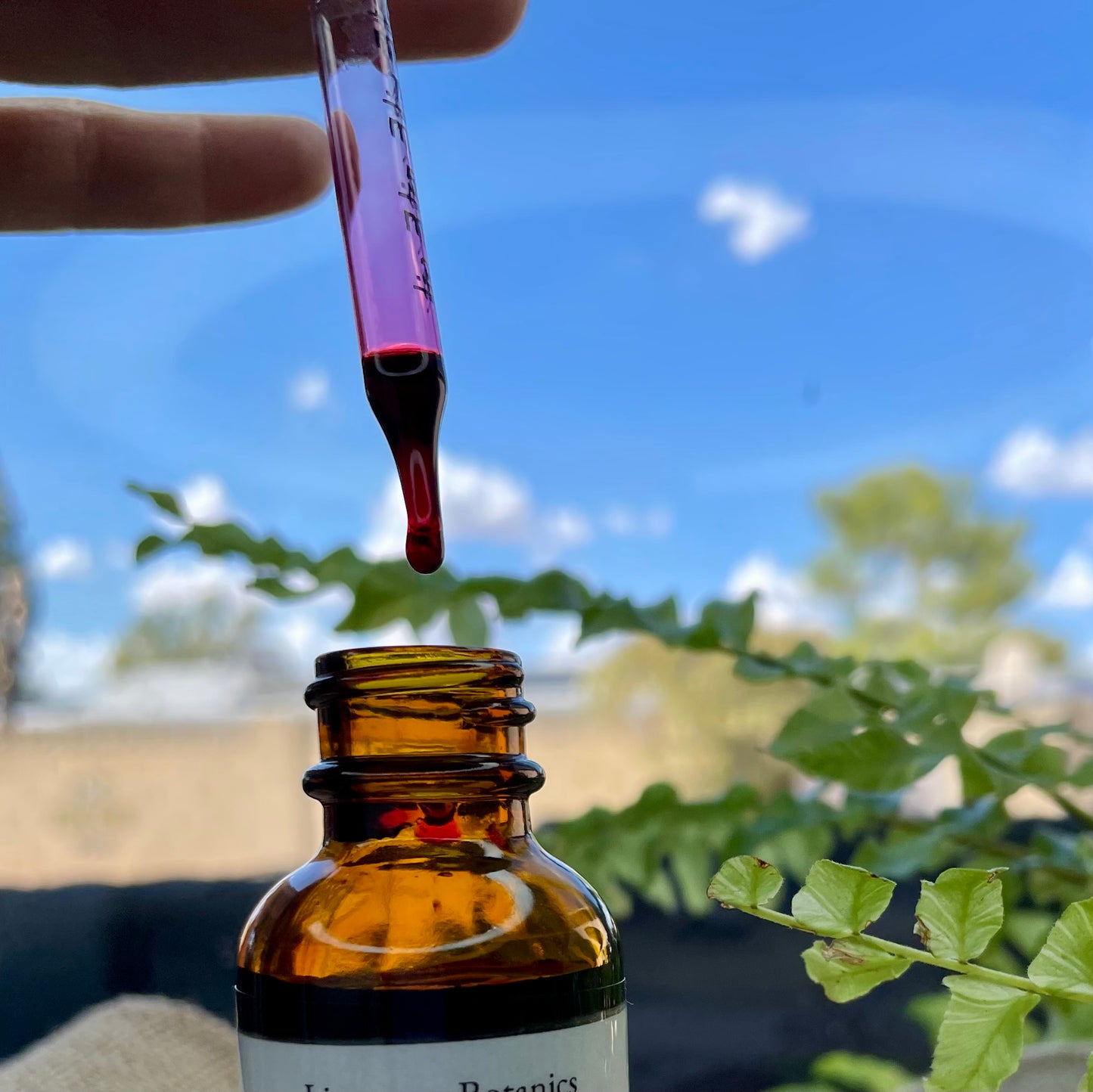 Hibiscus Flower Glycerite