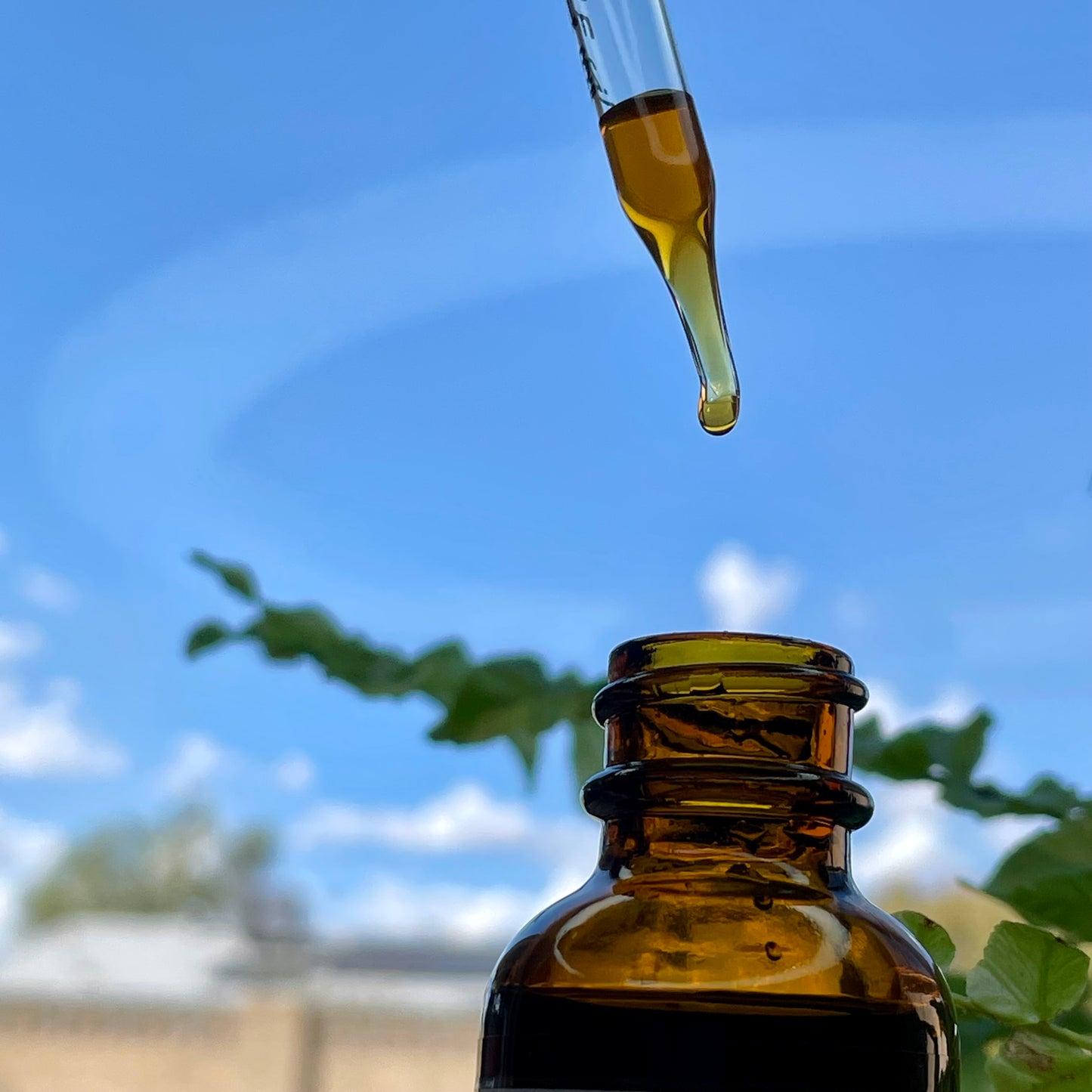 Earth Apple Glycerite