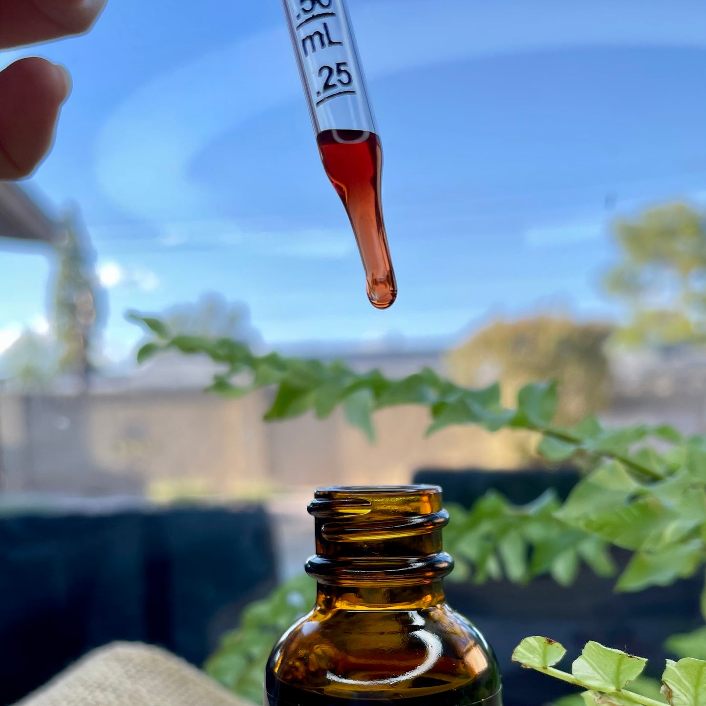 Red Rose Glycerite